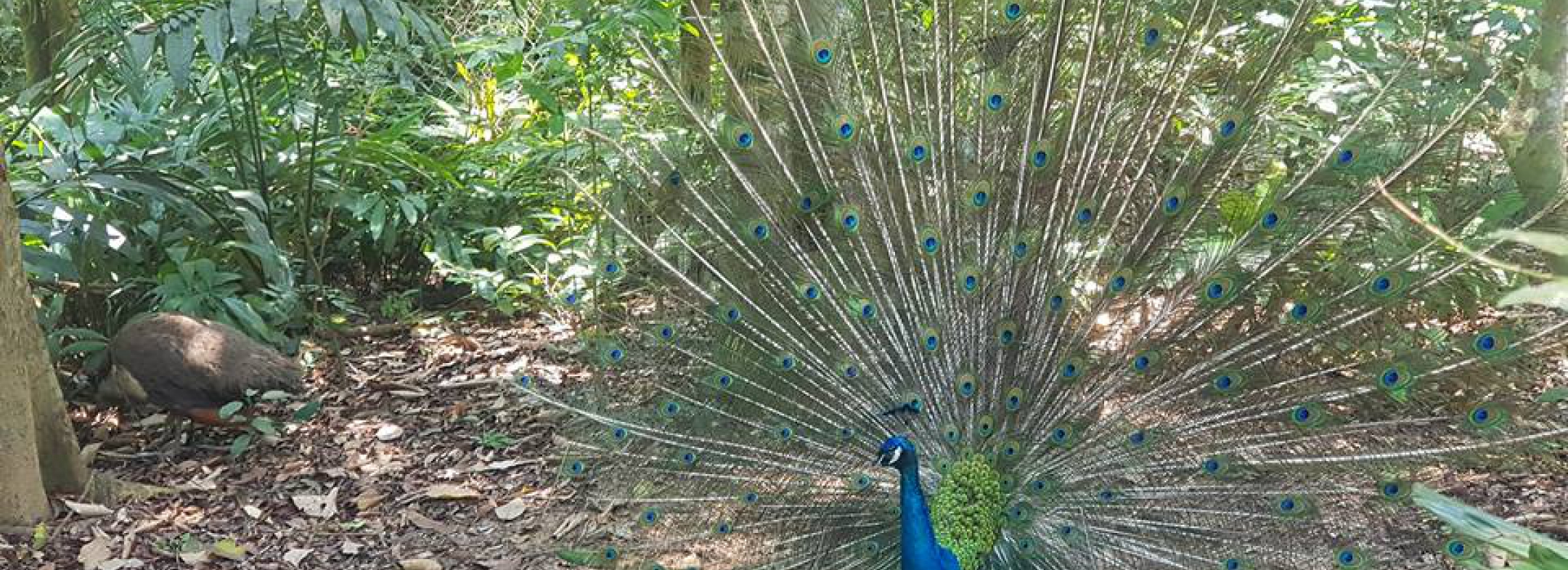 TOUR DEL JARDÍN BOTÁNICO Y EL ARROYO MOOC